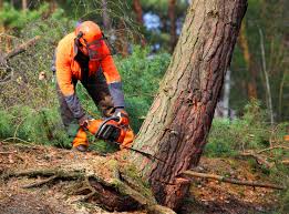 Reliable Holden Heights, FL  Tree Services Solutions