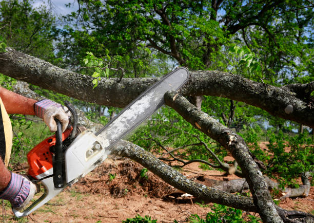 Best Arborist Consultation Services  in Holden Heights, FL